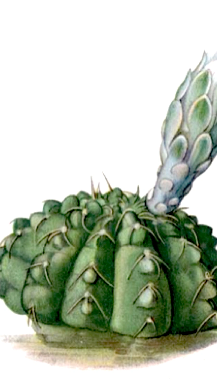 Gymnocalycium leptanthum