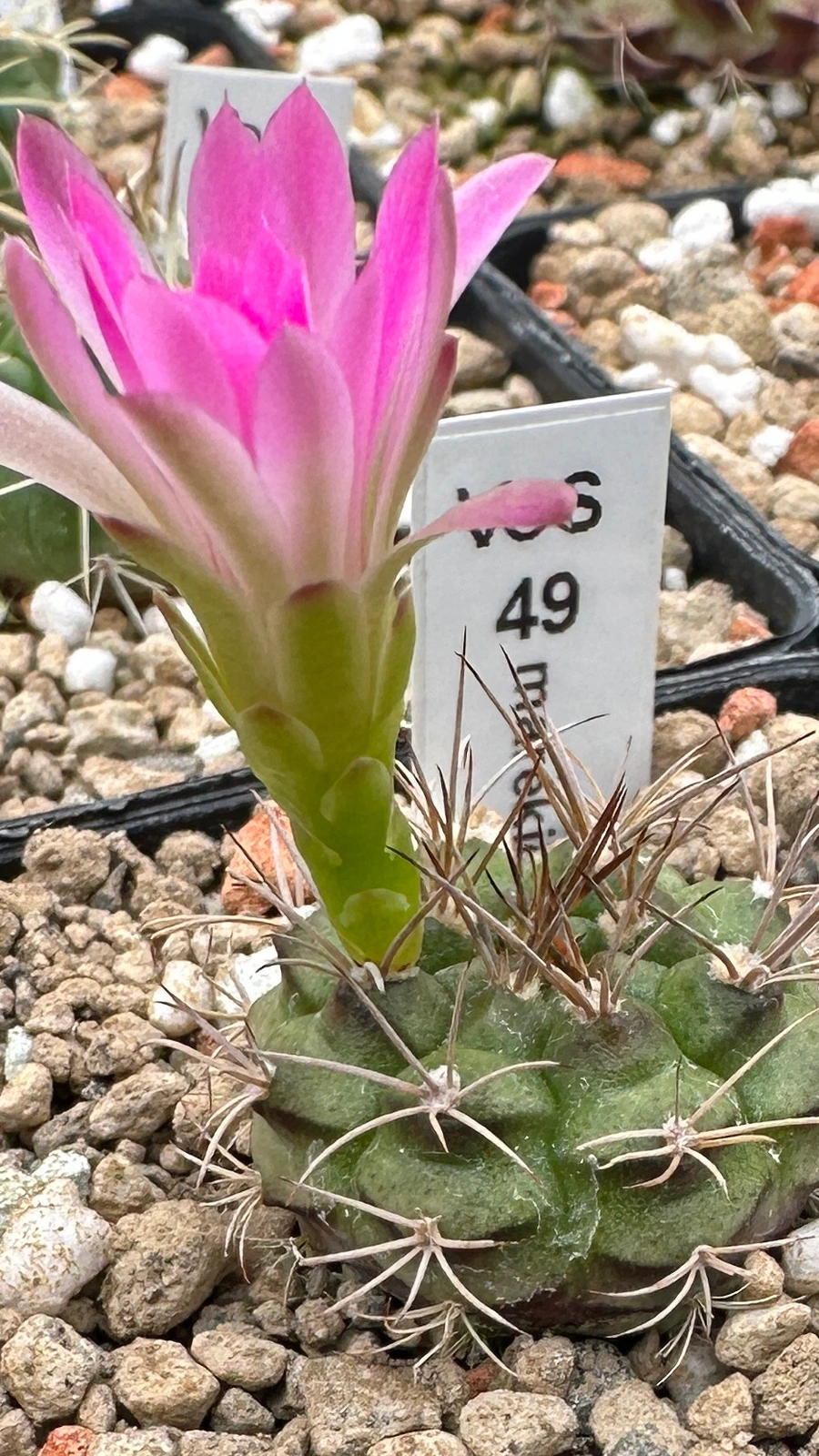 Gymnocalycium marekiorum