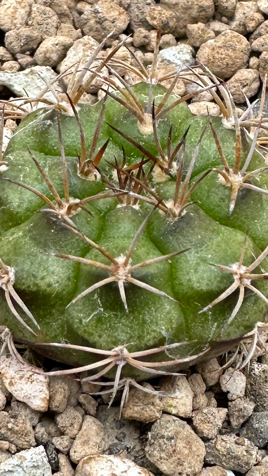 Gymnocalycium marekiorum