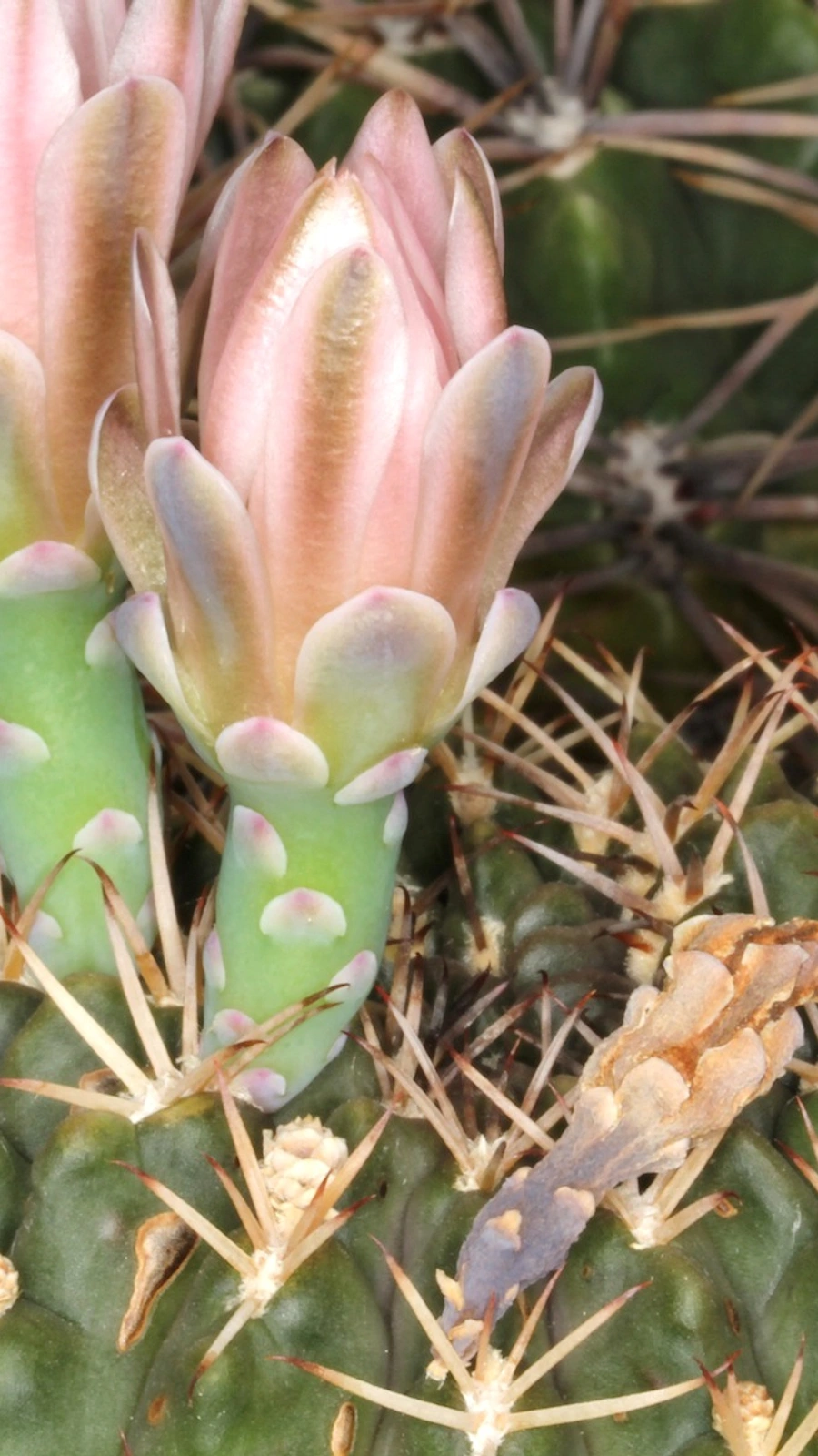 Gymnocalycium marsoneri