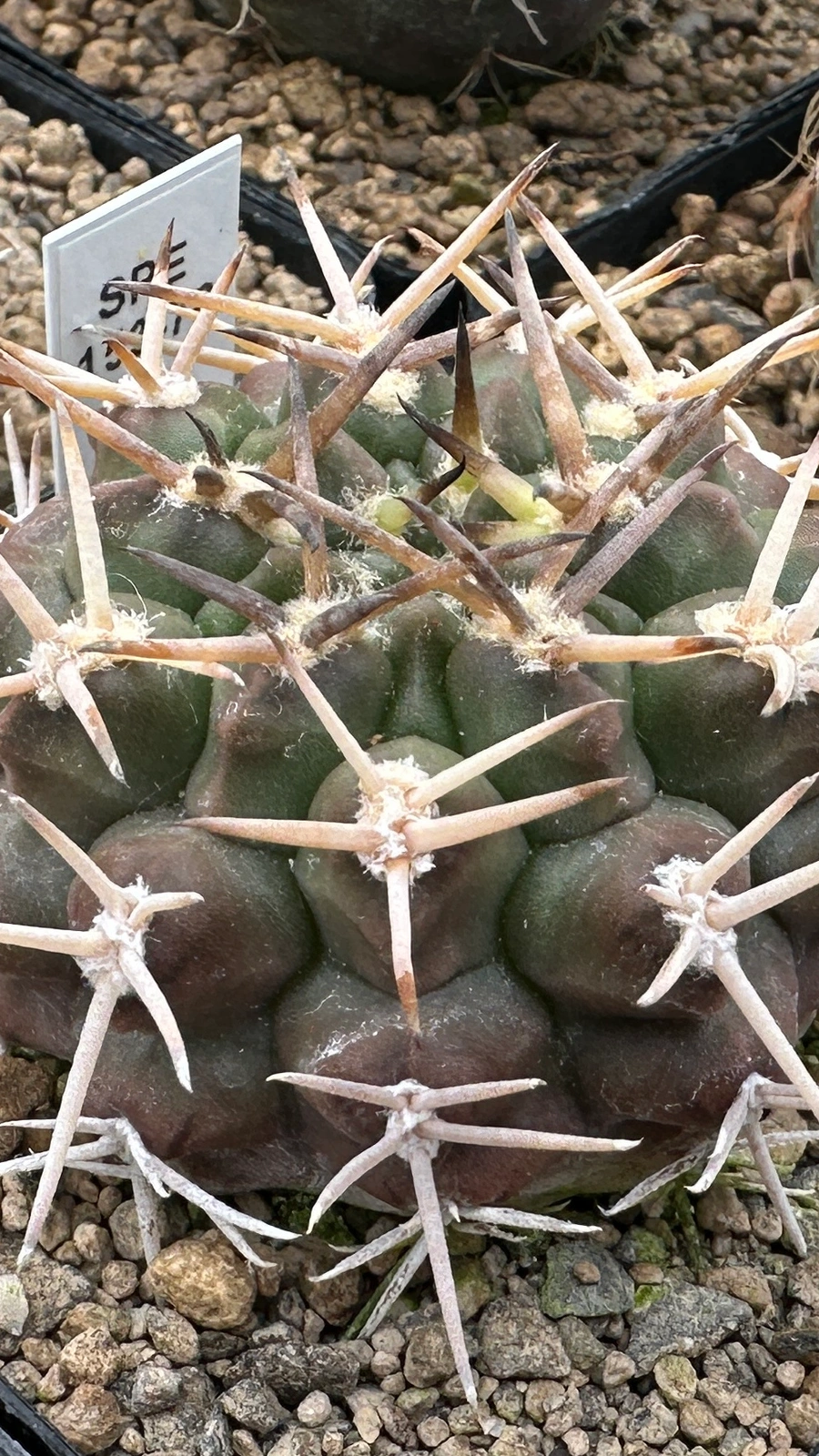 Gymnocalycium marsoneri