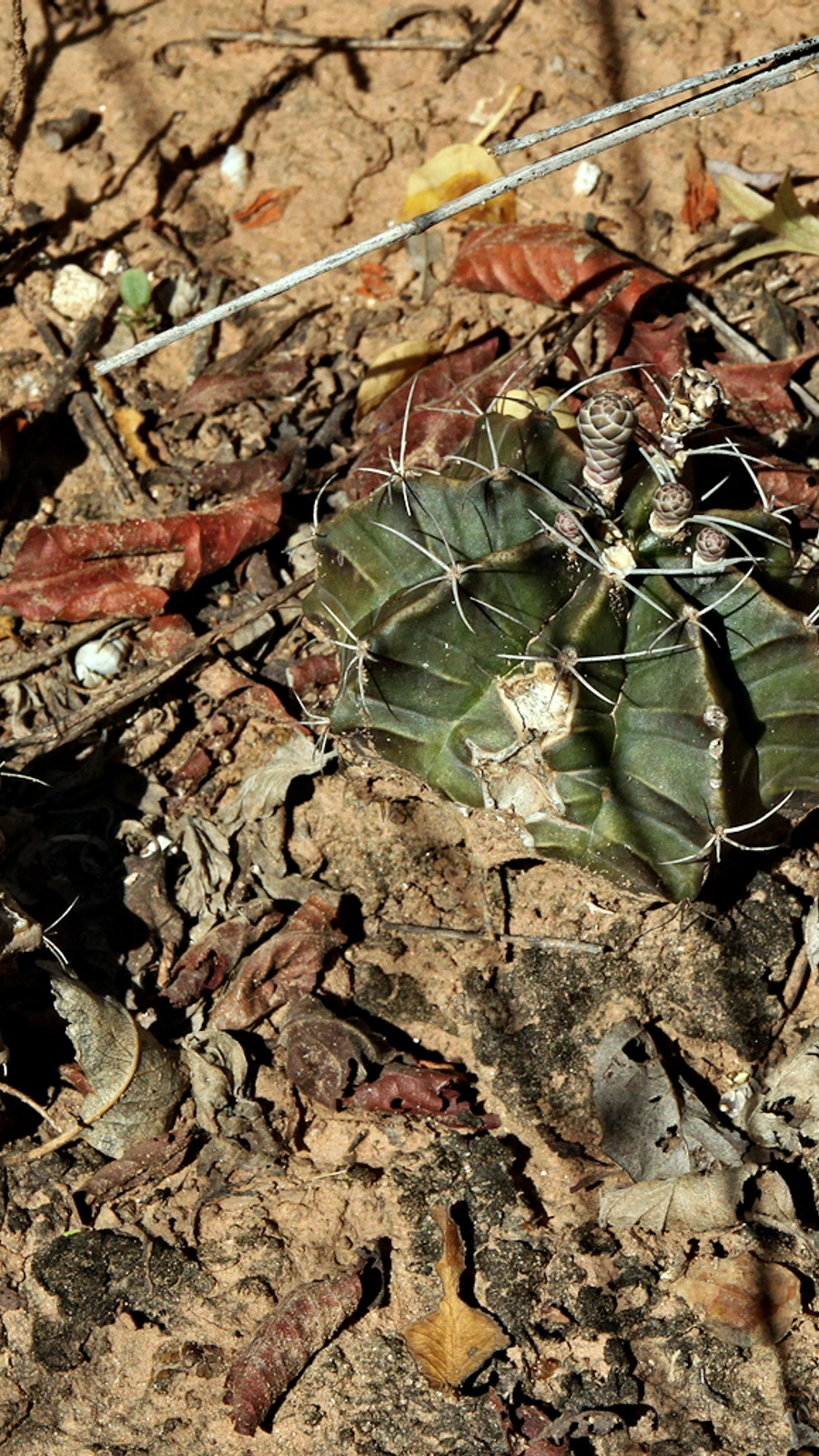Gymnocalycium mendozaense