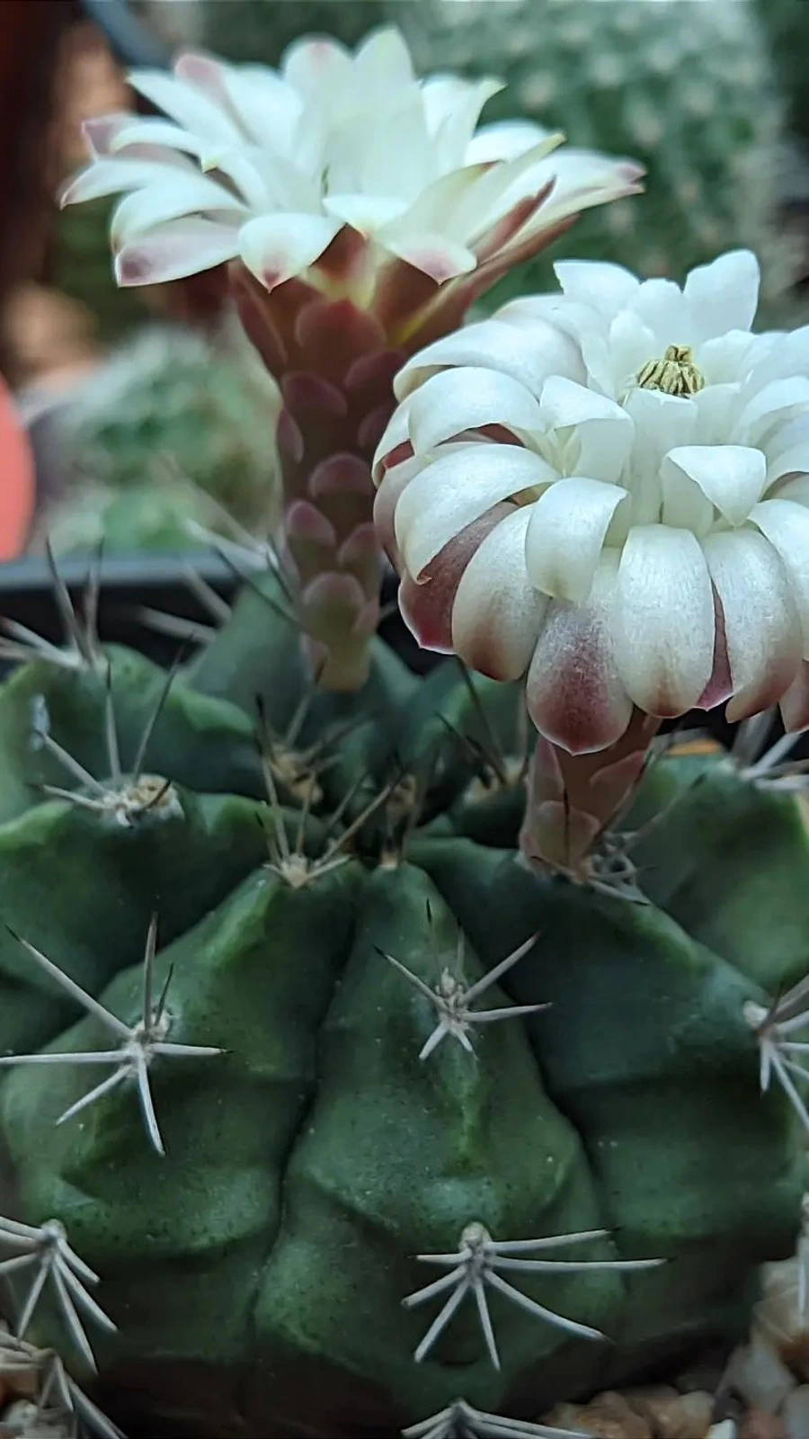 Gymnocalycium mendozaense