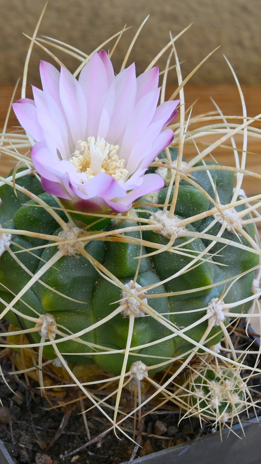 Gymnocalycium monvillei