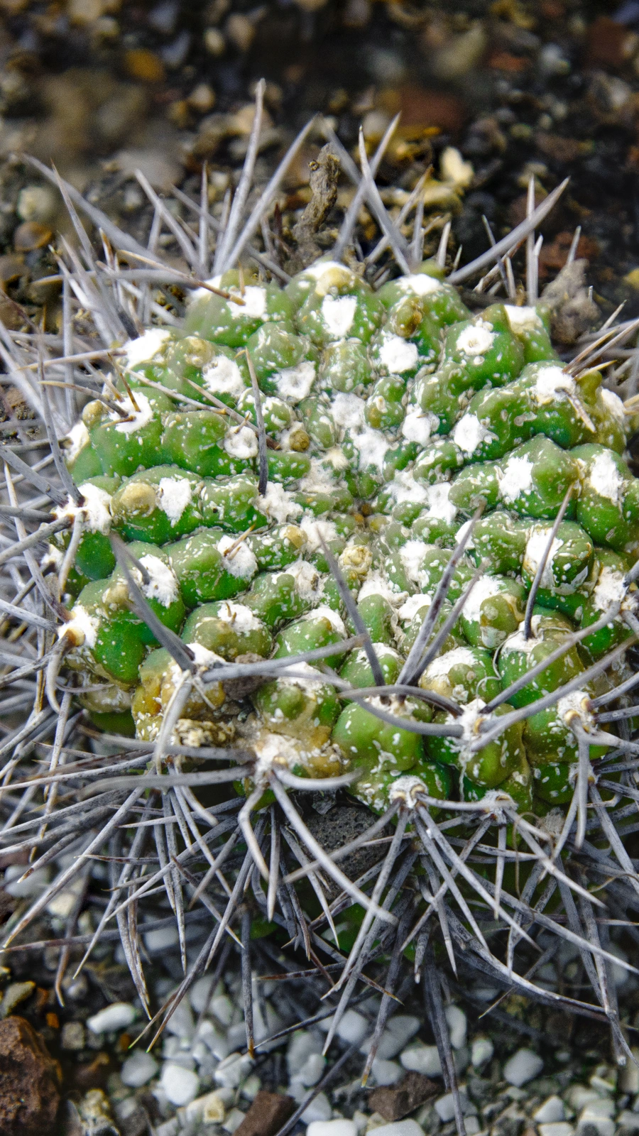 Gymnocalycium monvillei