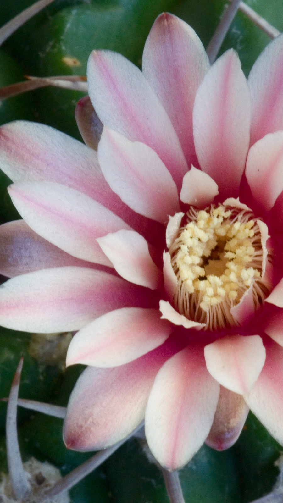 Gymnocalycium mostii