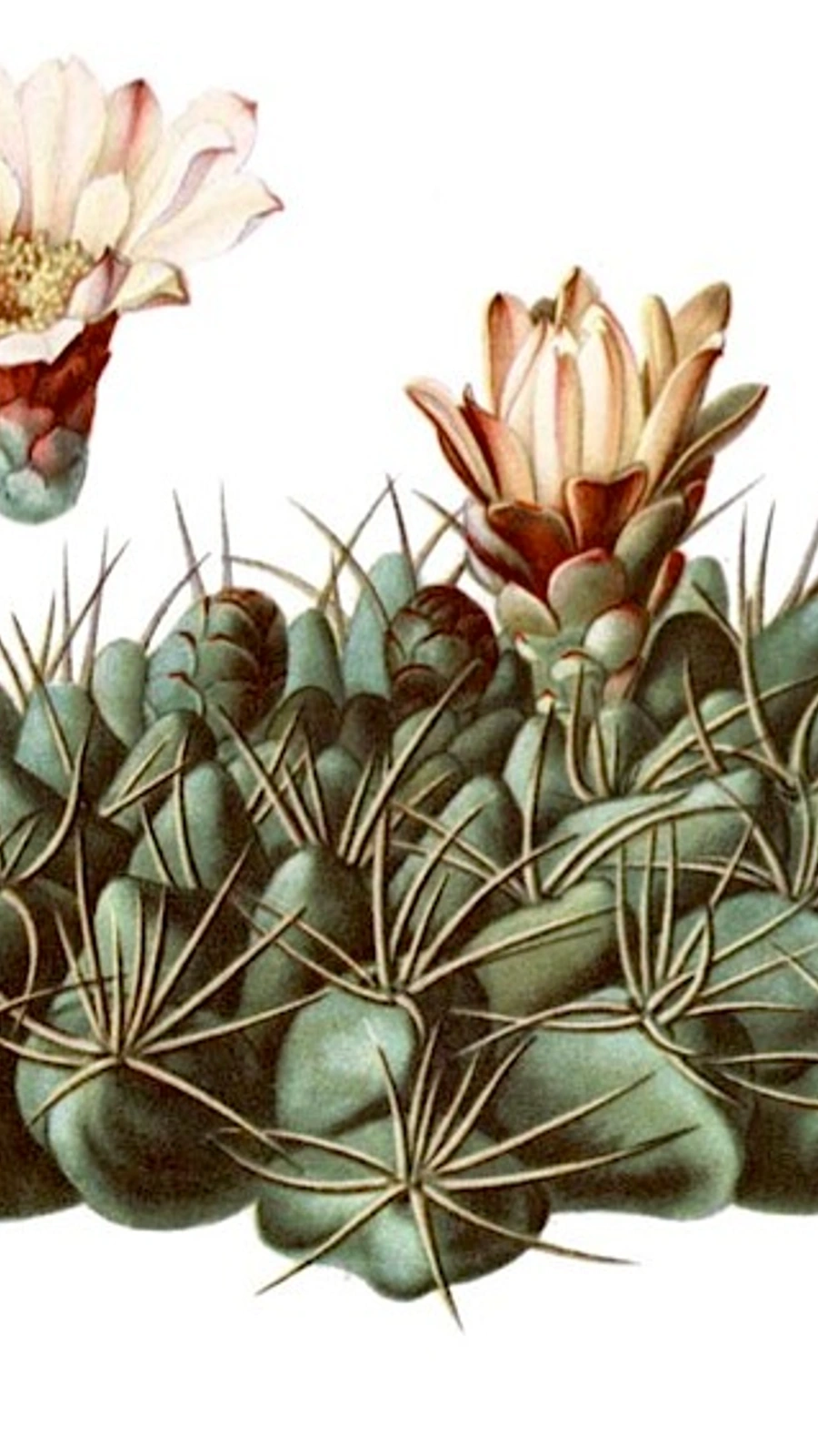 Gymnocalycium mostii
