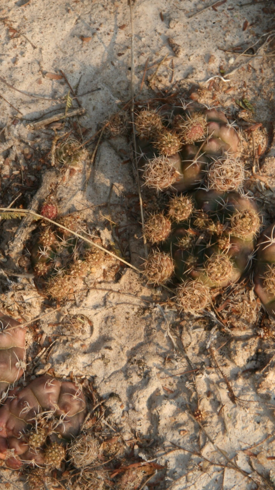 Gymnocalycium multiproliferum