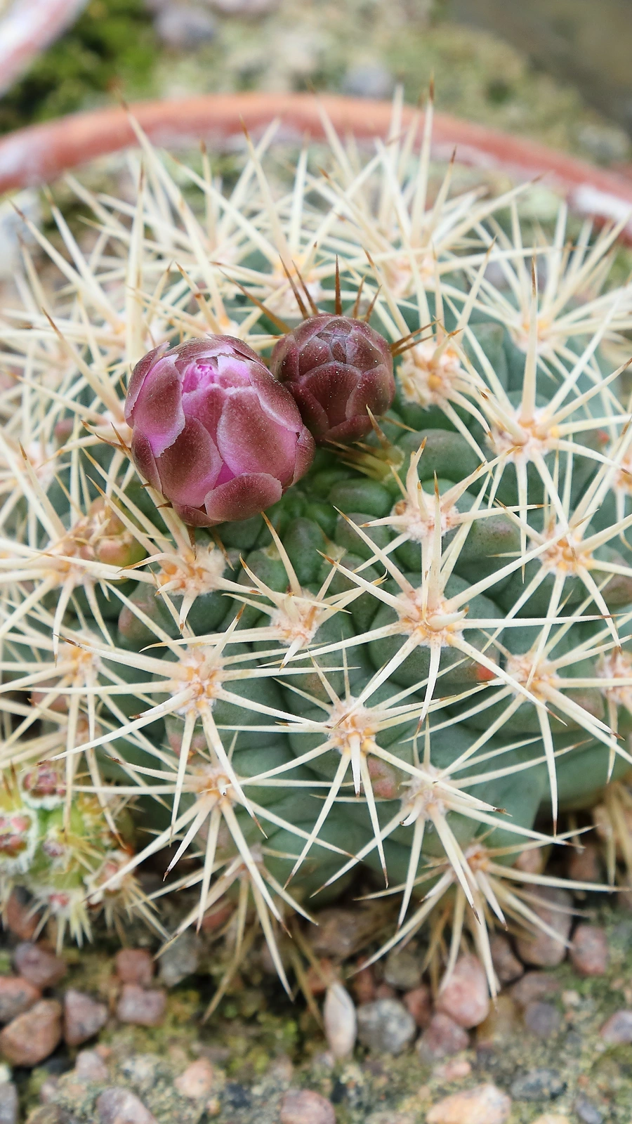 Gymnocalycium neuhuberi