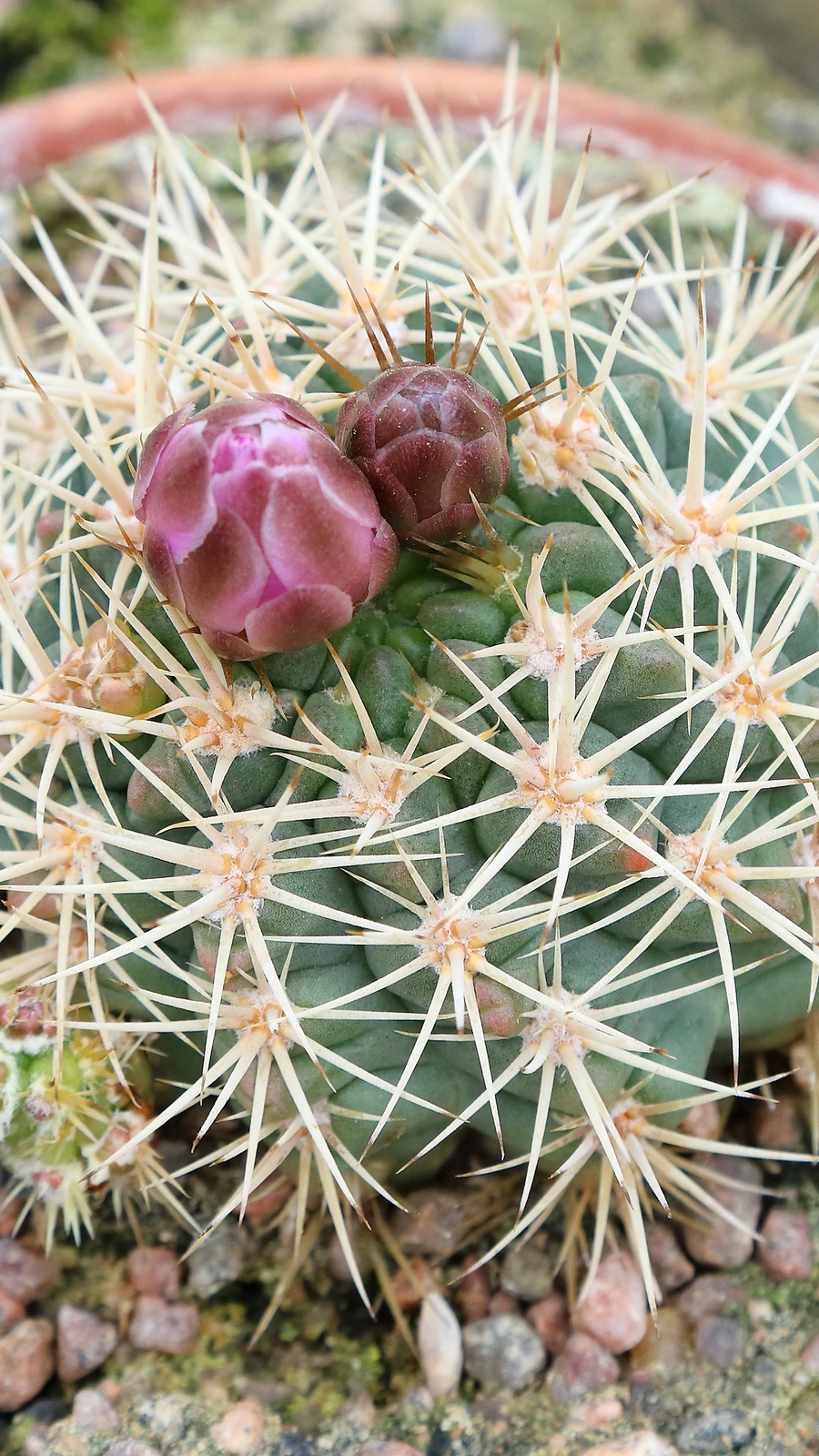 Gymnocalycium neuhuberi