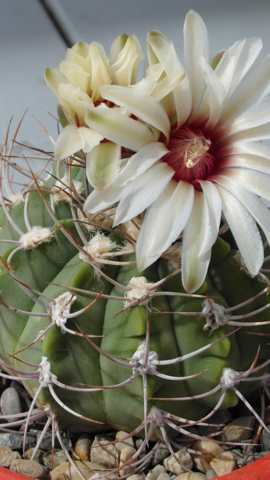Gymnocalycium nigriareolatum