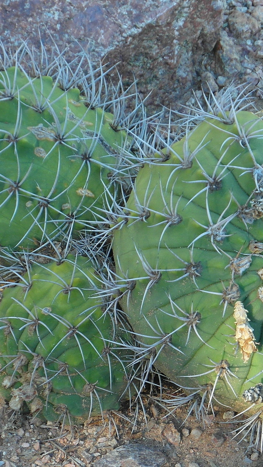 Gymnocalycium nigriareolatum