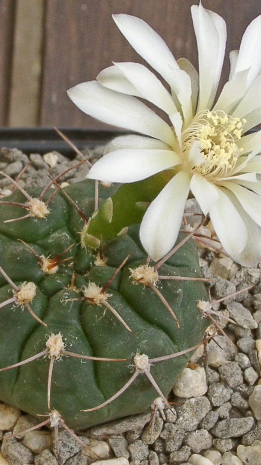 Gymnocalycium ochoterenae