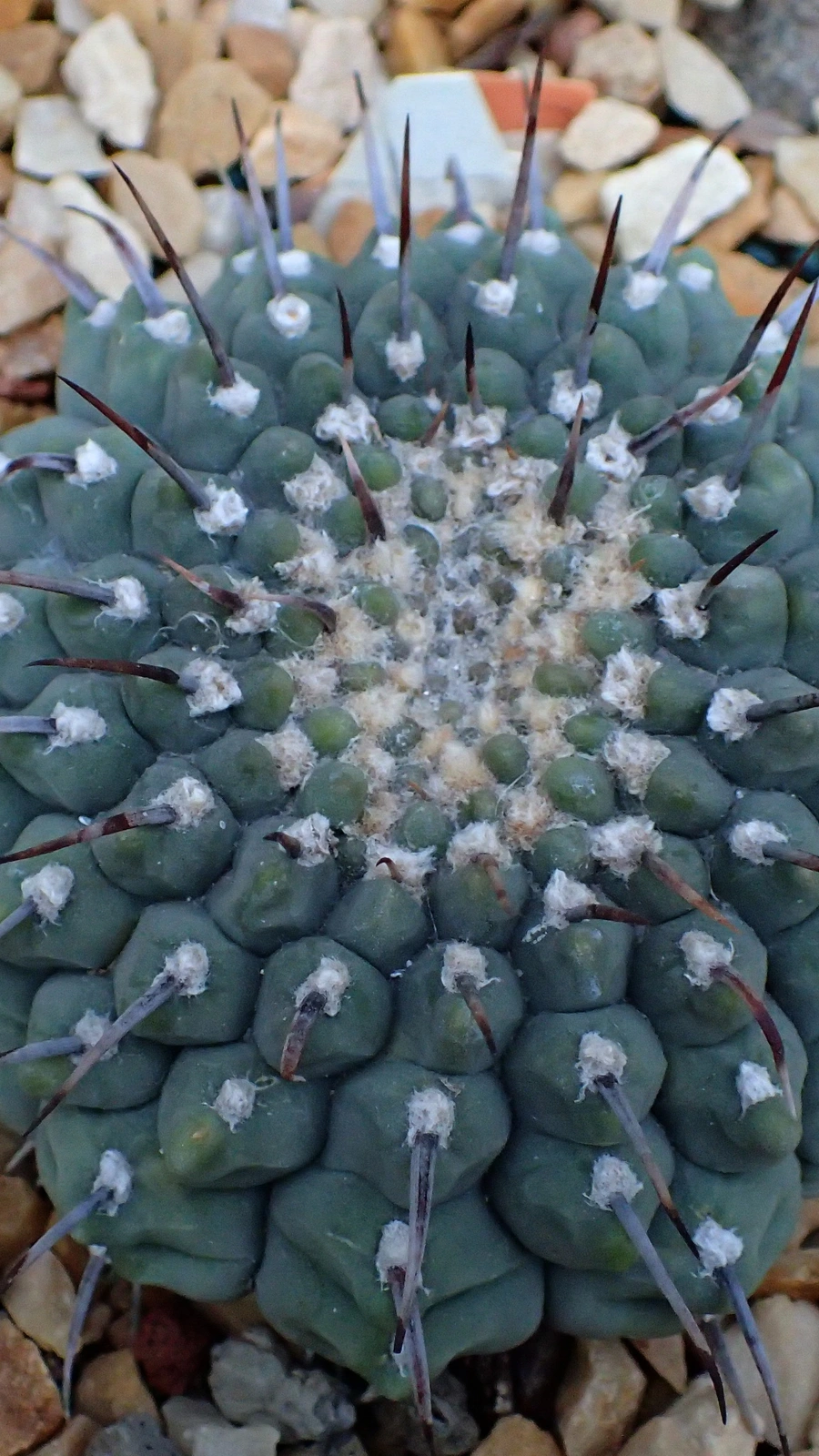 Gymnocalycium ochoterenae
