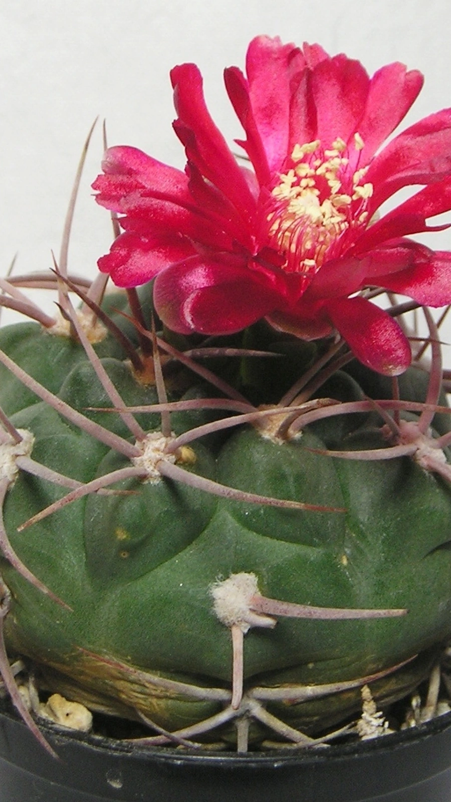 Gymnocalycium oenanthemum