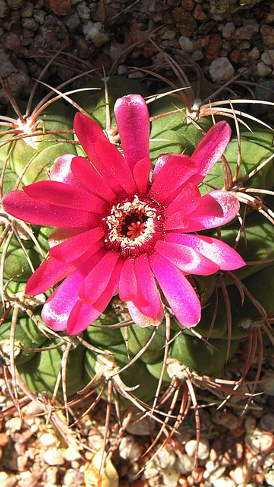 Gymnocalycium oenanthemum