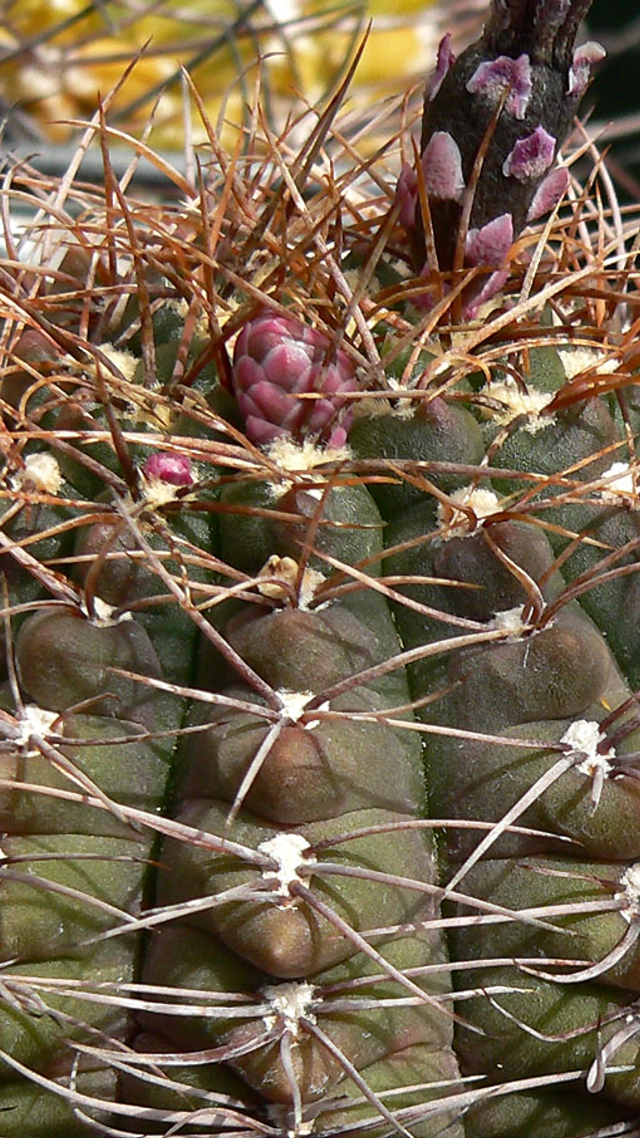 Gymnocalycium paraguayense