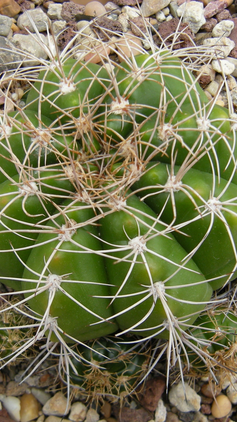 Gymnocalycium paraguayense