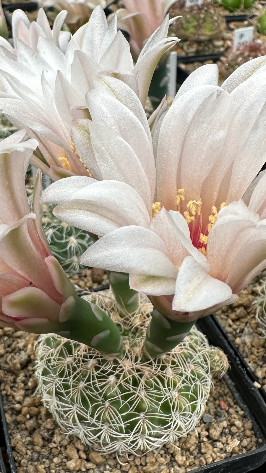 Gymnocalycium parvulum