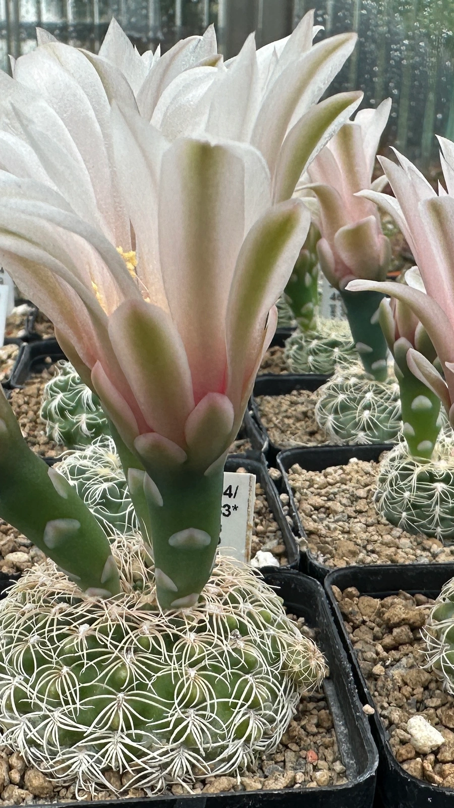 Gymnocalycium parvulum