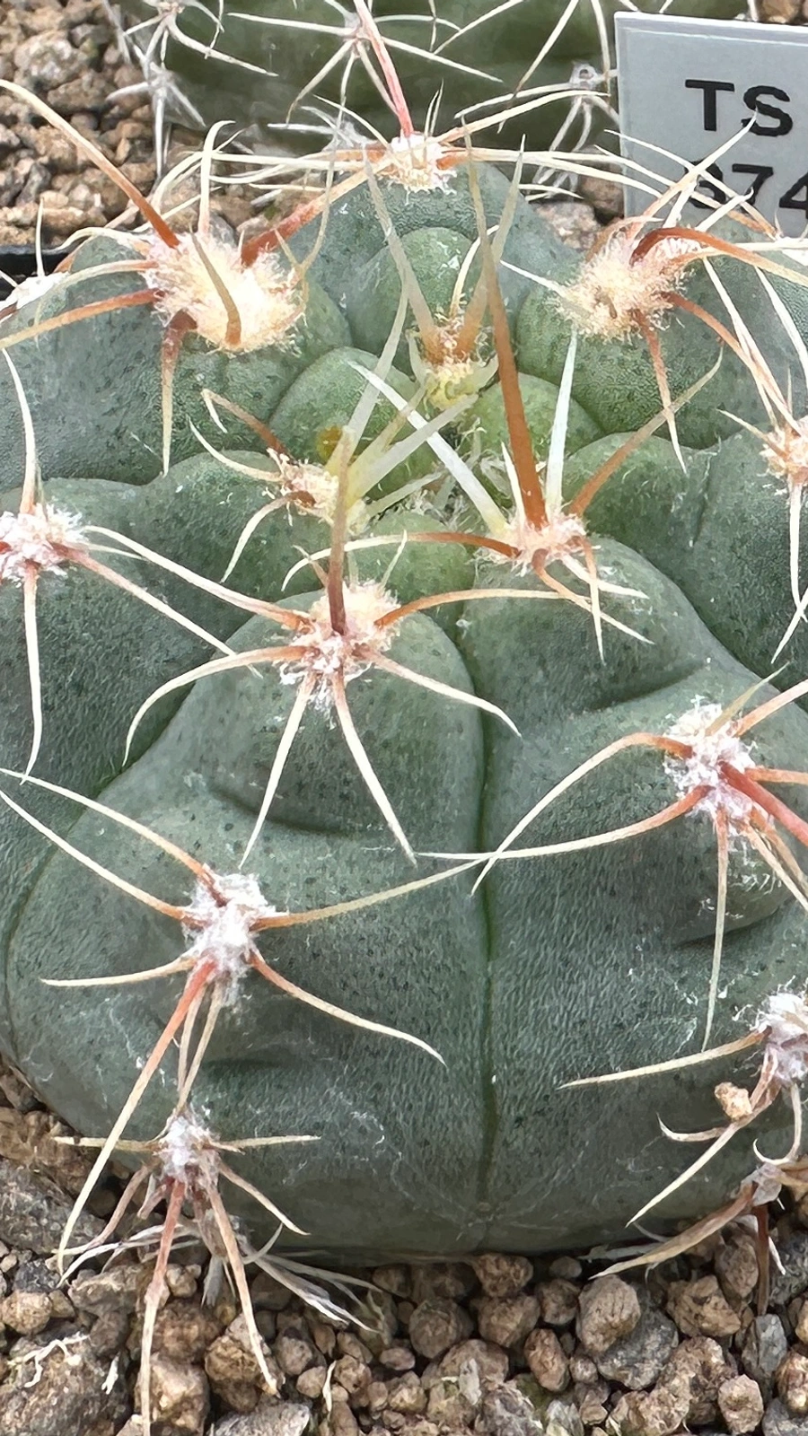 Gymnocalycium pinalii