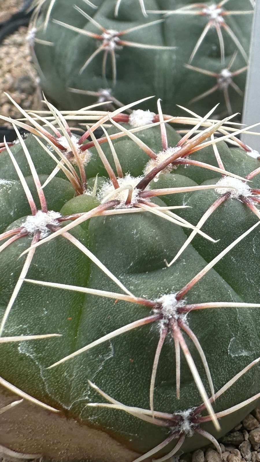 Gymnocalycium pinalii