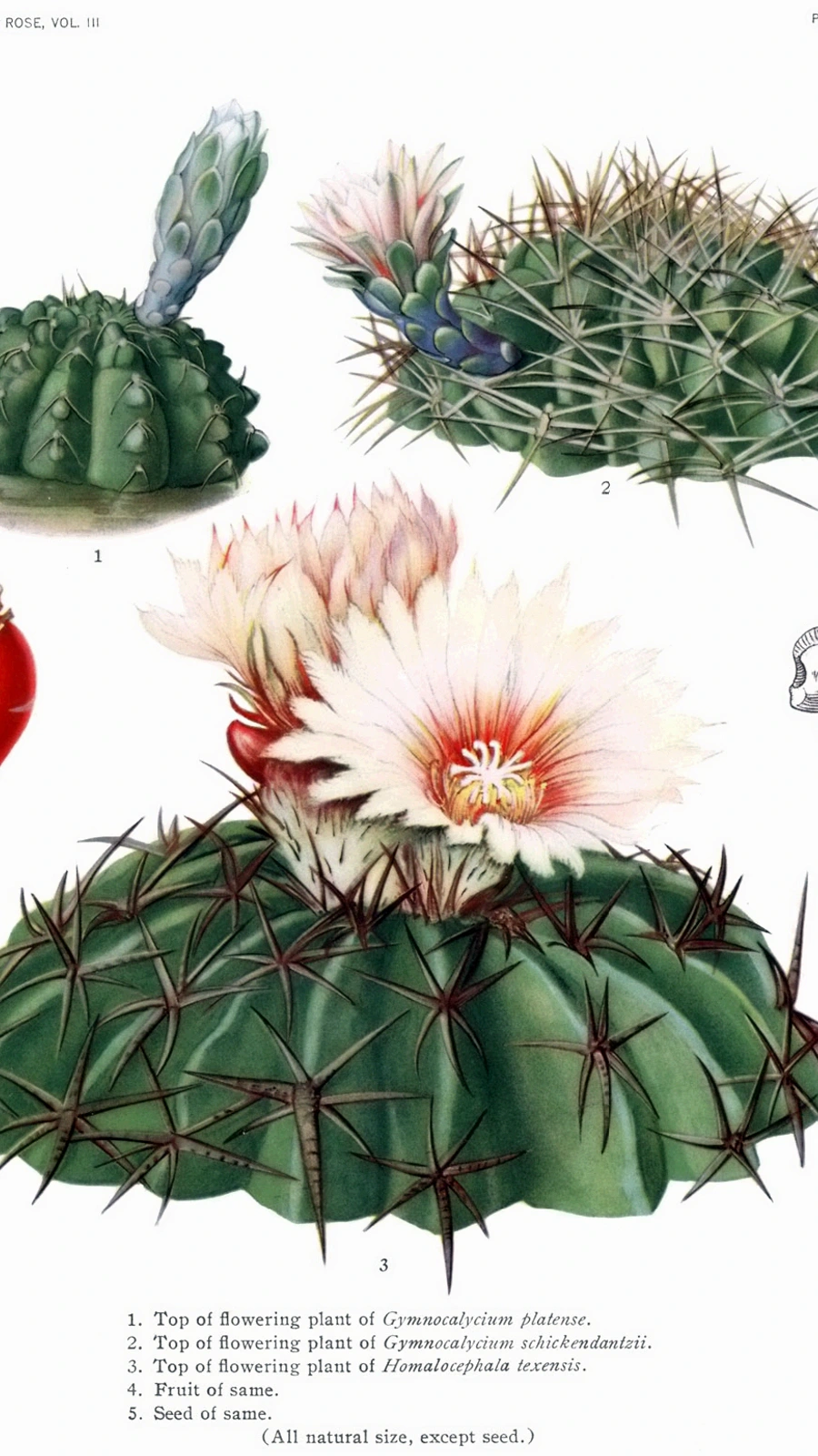 Gymnocalycium platense