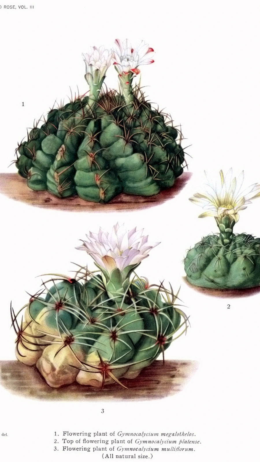 Gymnocalycium platense