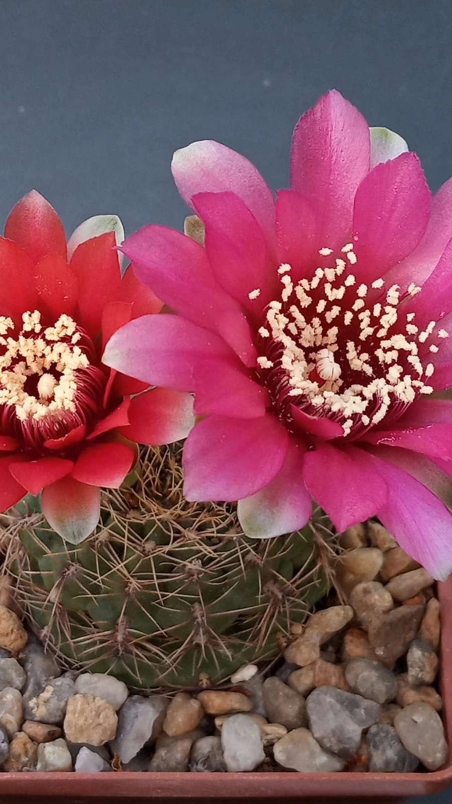 Gymnocalycium ponomarevae