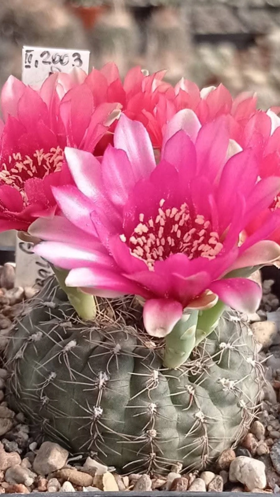 Gymnocalycium ponomarevae