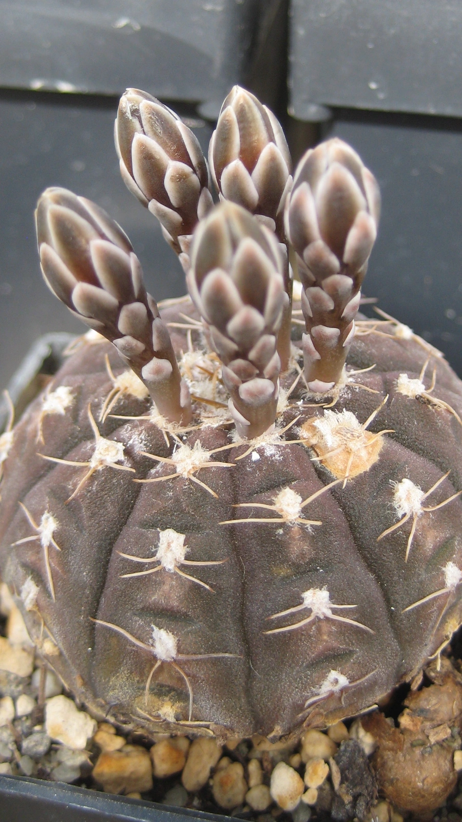 Gymnocalycium ragonesei