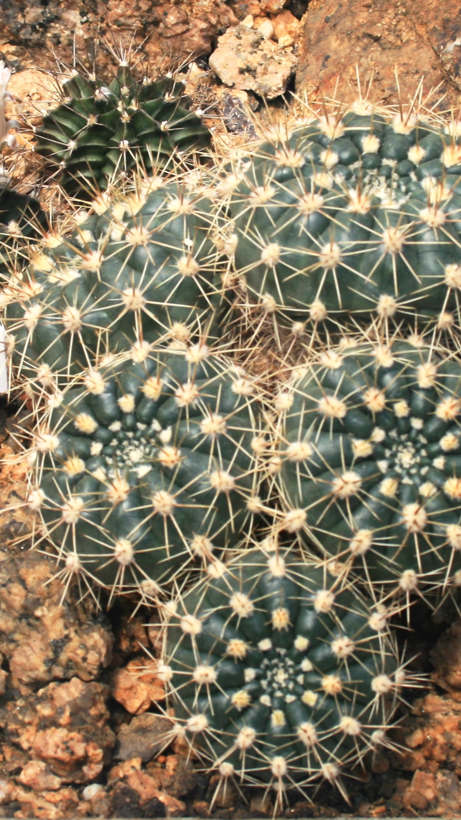 Gymnocalycium reductum