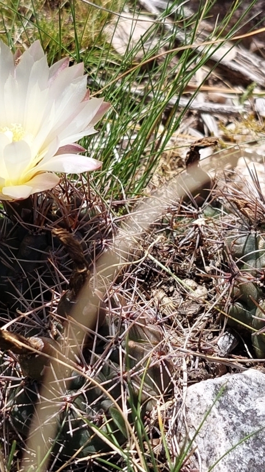 Gymnocalycium reductum