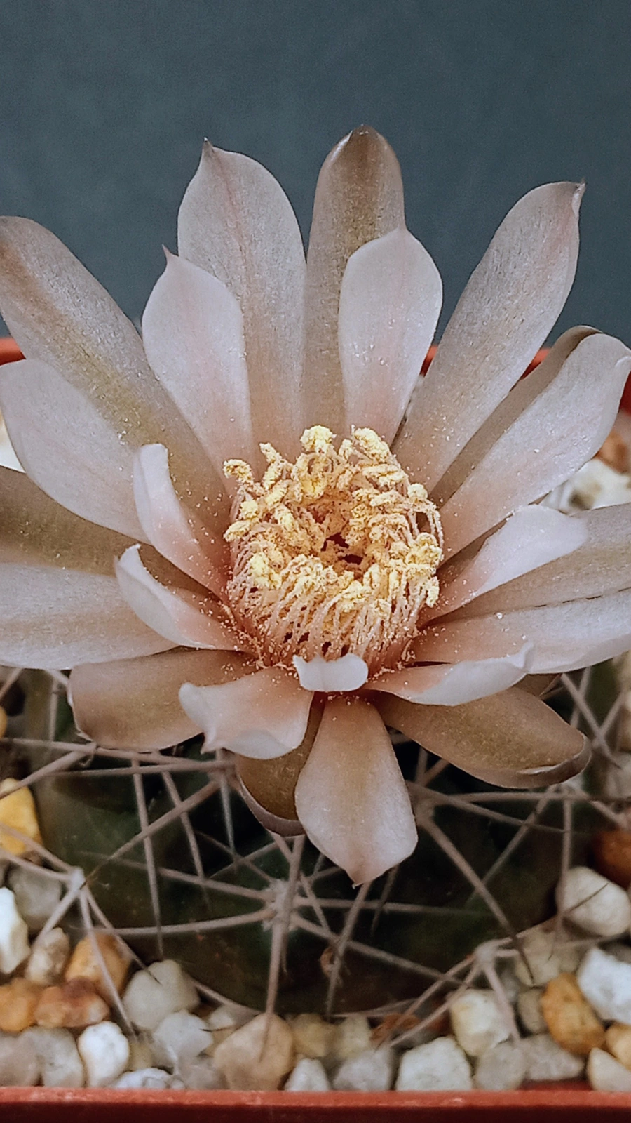 Gymnocalycium rhodantherum