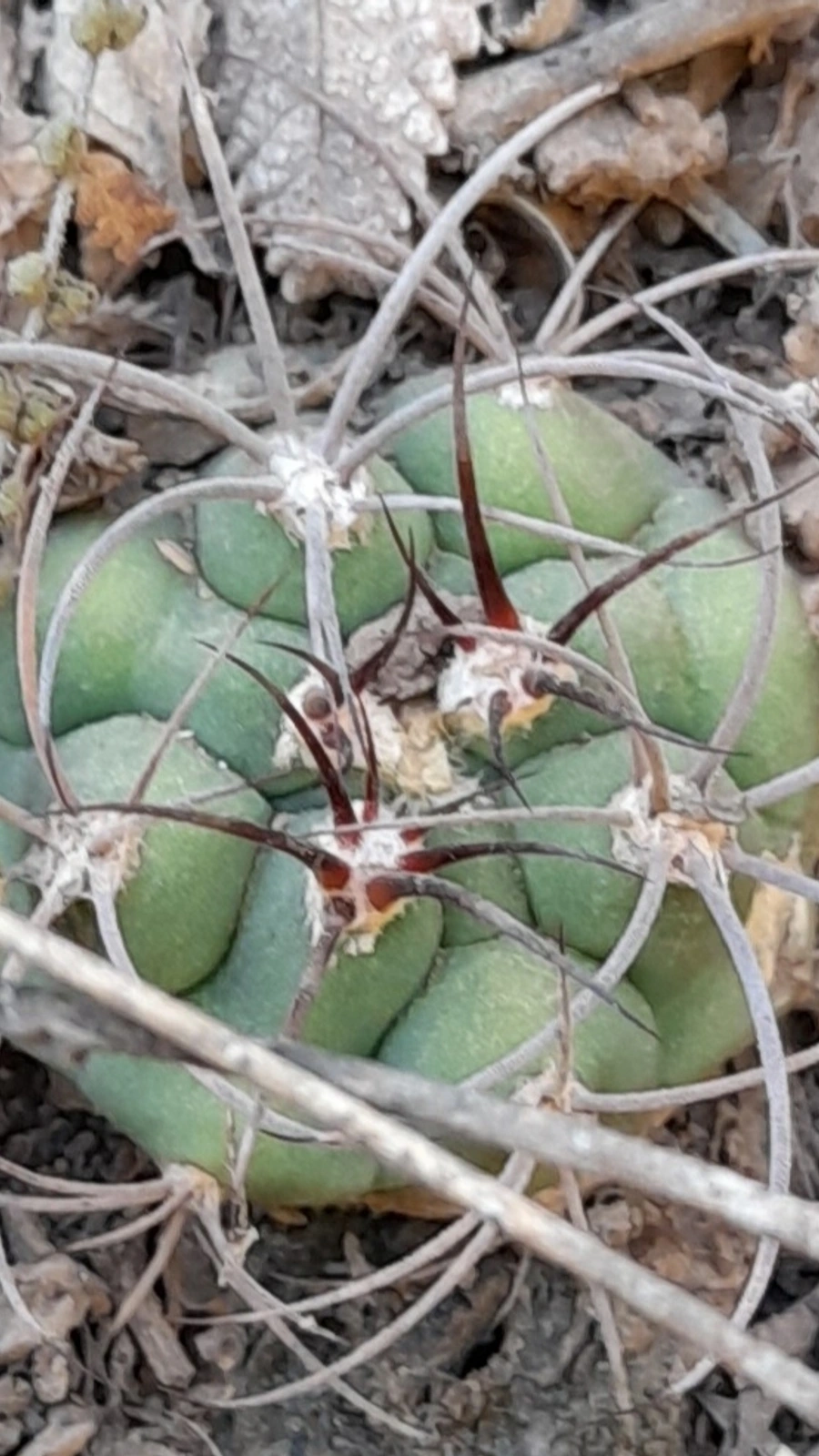 Gymnocalycium rhodantherum