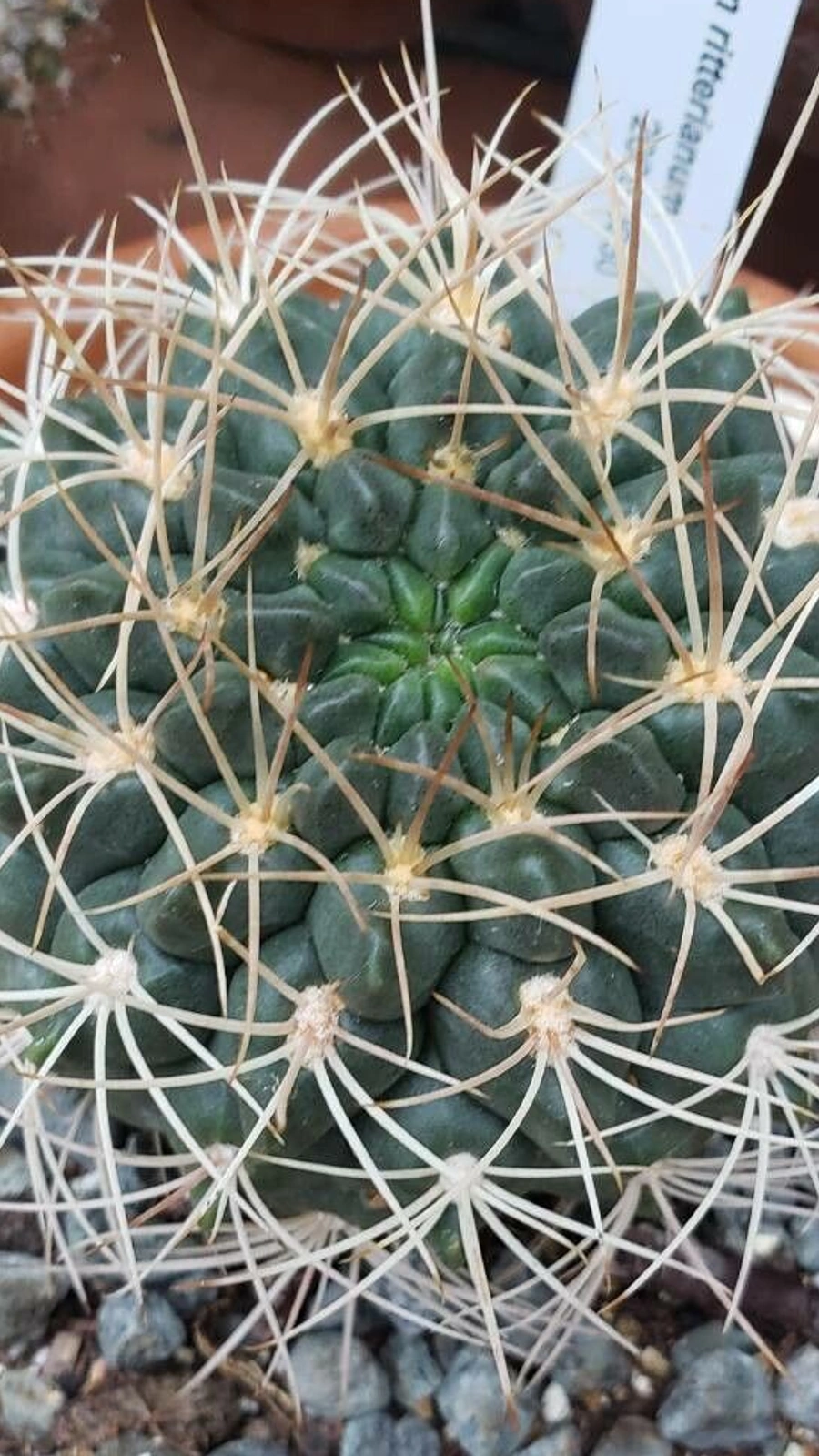 Gymnocalycium ritterianum
