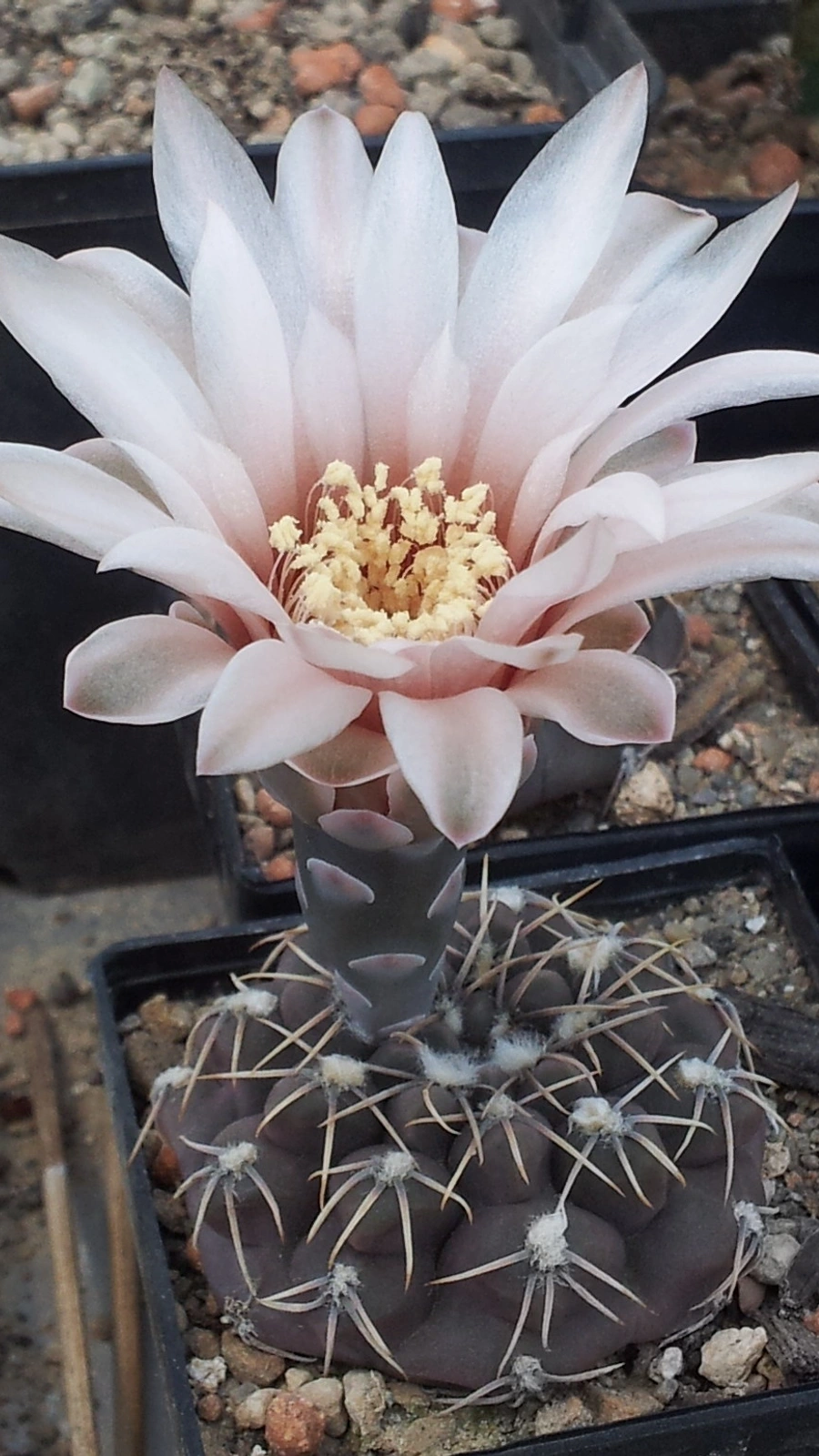 Gymnocalycium robustum