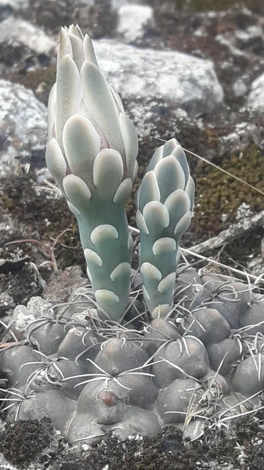 Gymnocalycium robustum