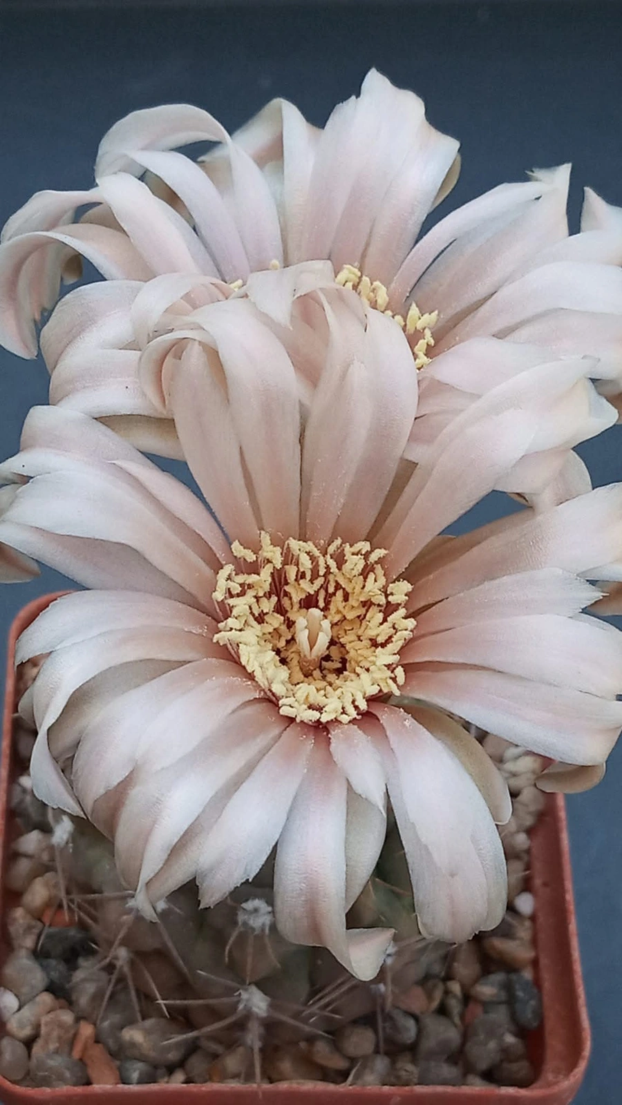 Gymnocalycium sanluisense