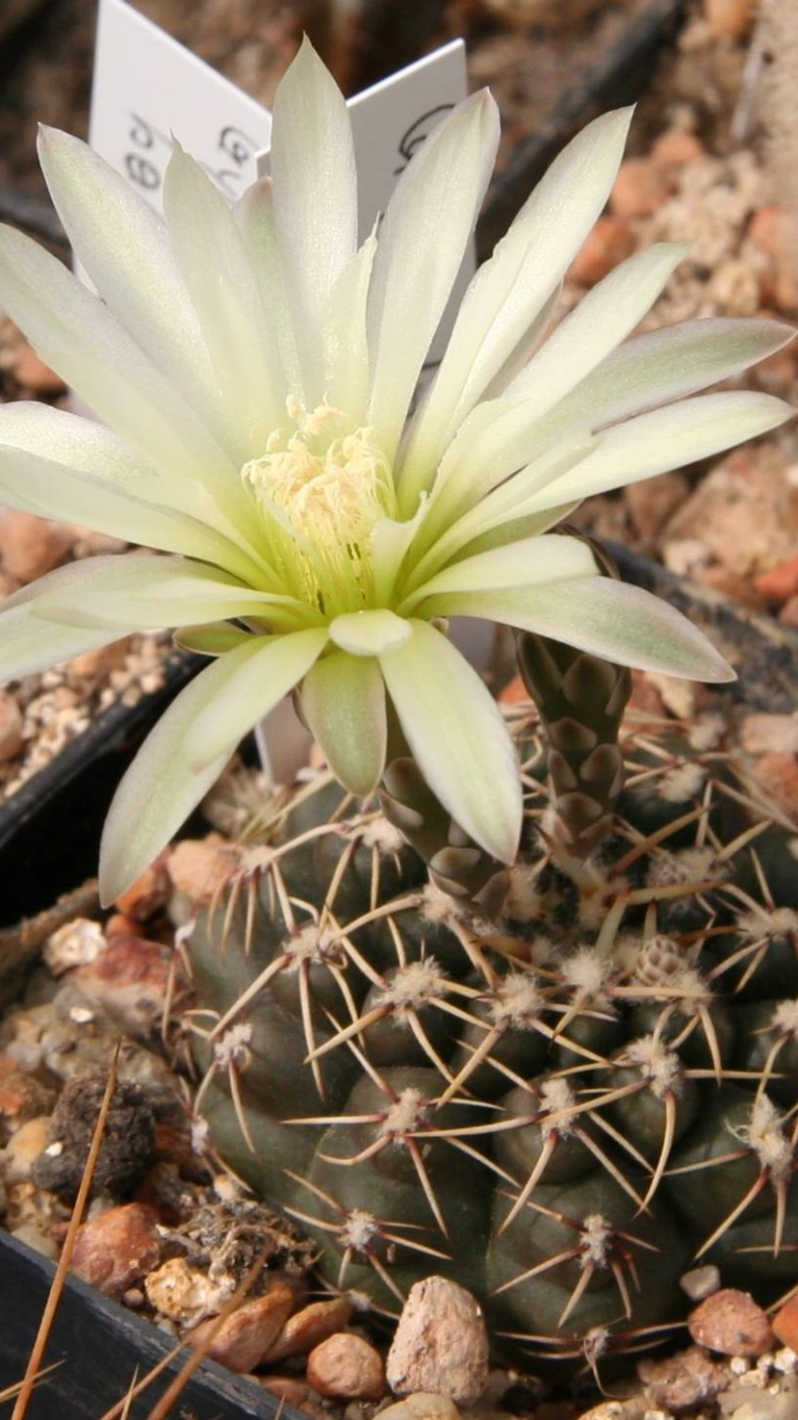 Gymnocalycium schroederianum