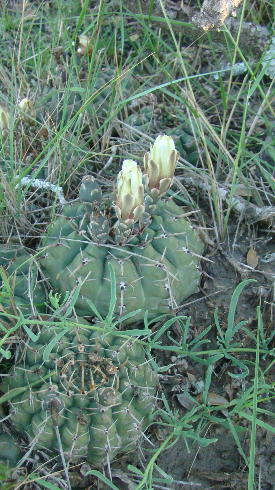 Gymnocalycium schroederianum