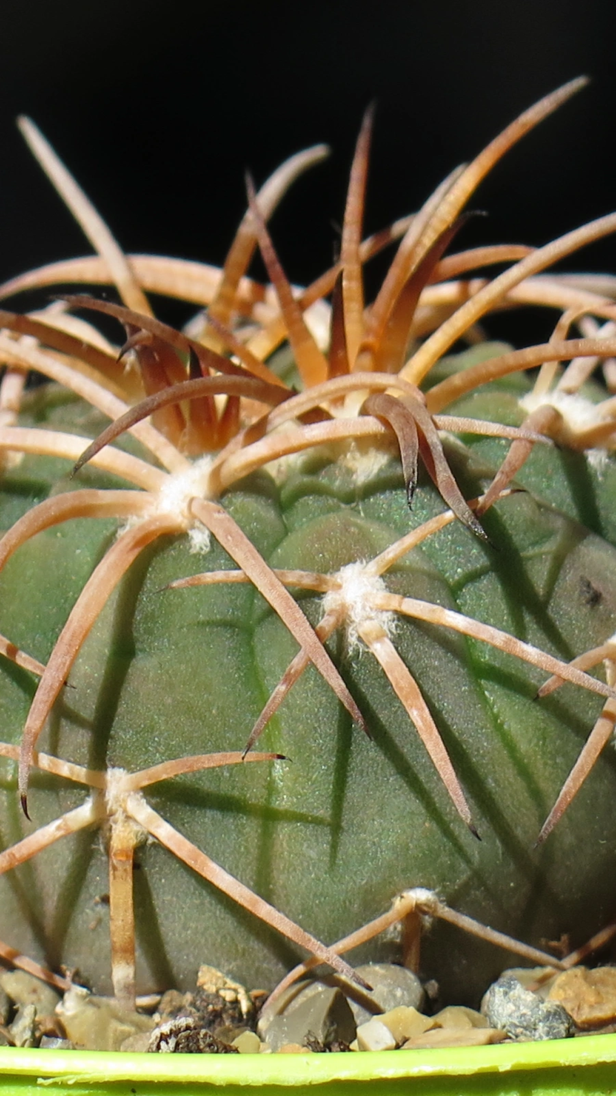 Gymnocalycium spegazzinii