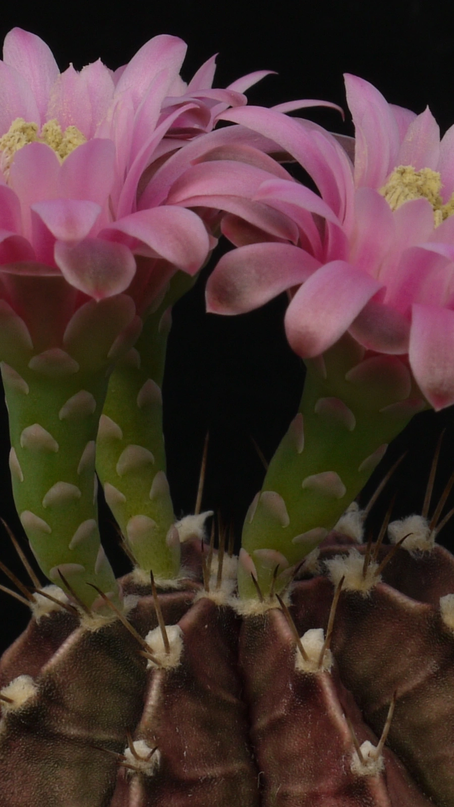 Gymnocalycium stenopleurum