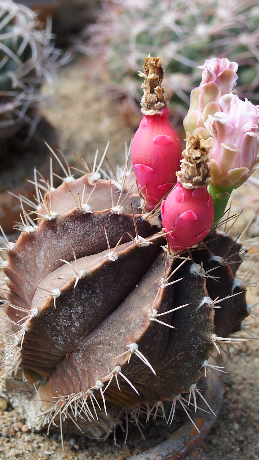 Gymnocalycium stenopleurum