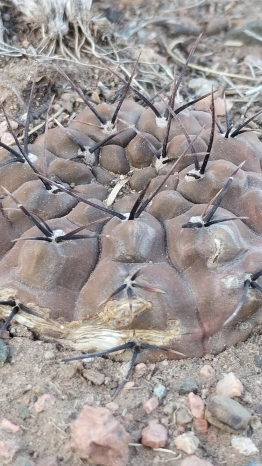 Gymnocalycium striglianum