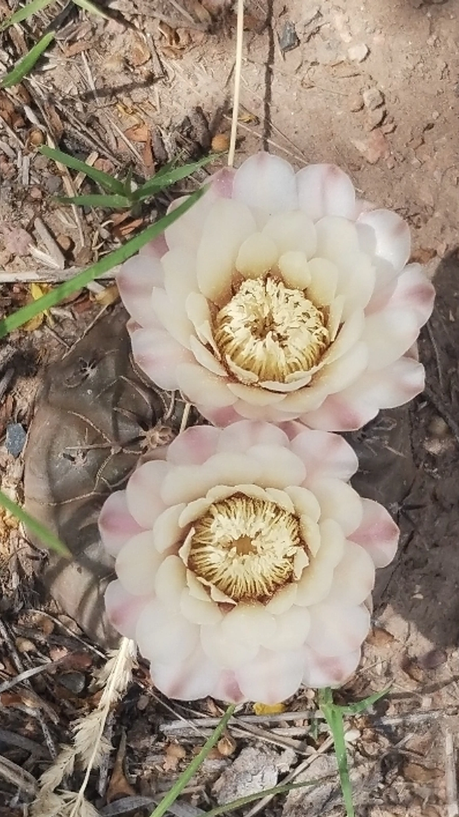 Gymnocalycium striglianum