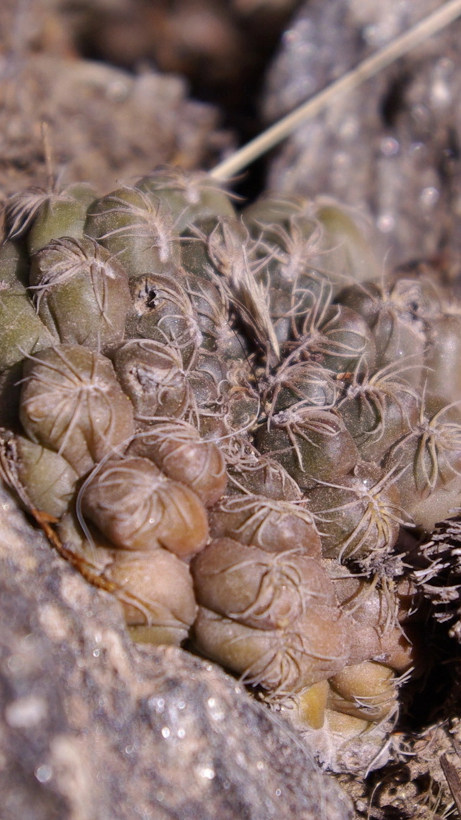 Gymnocalycium taningaense