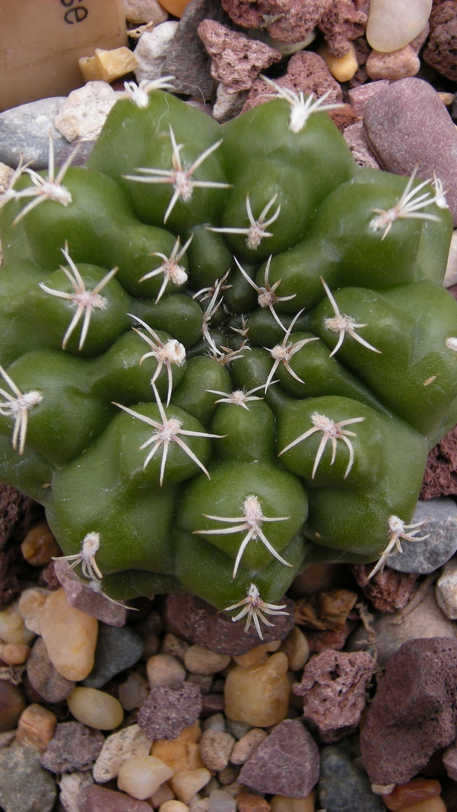 Gymnocalycium taningaense