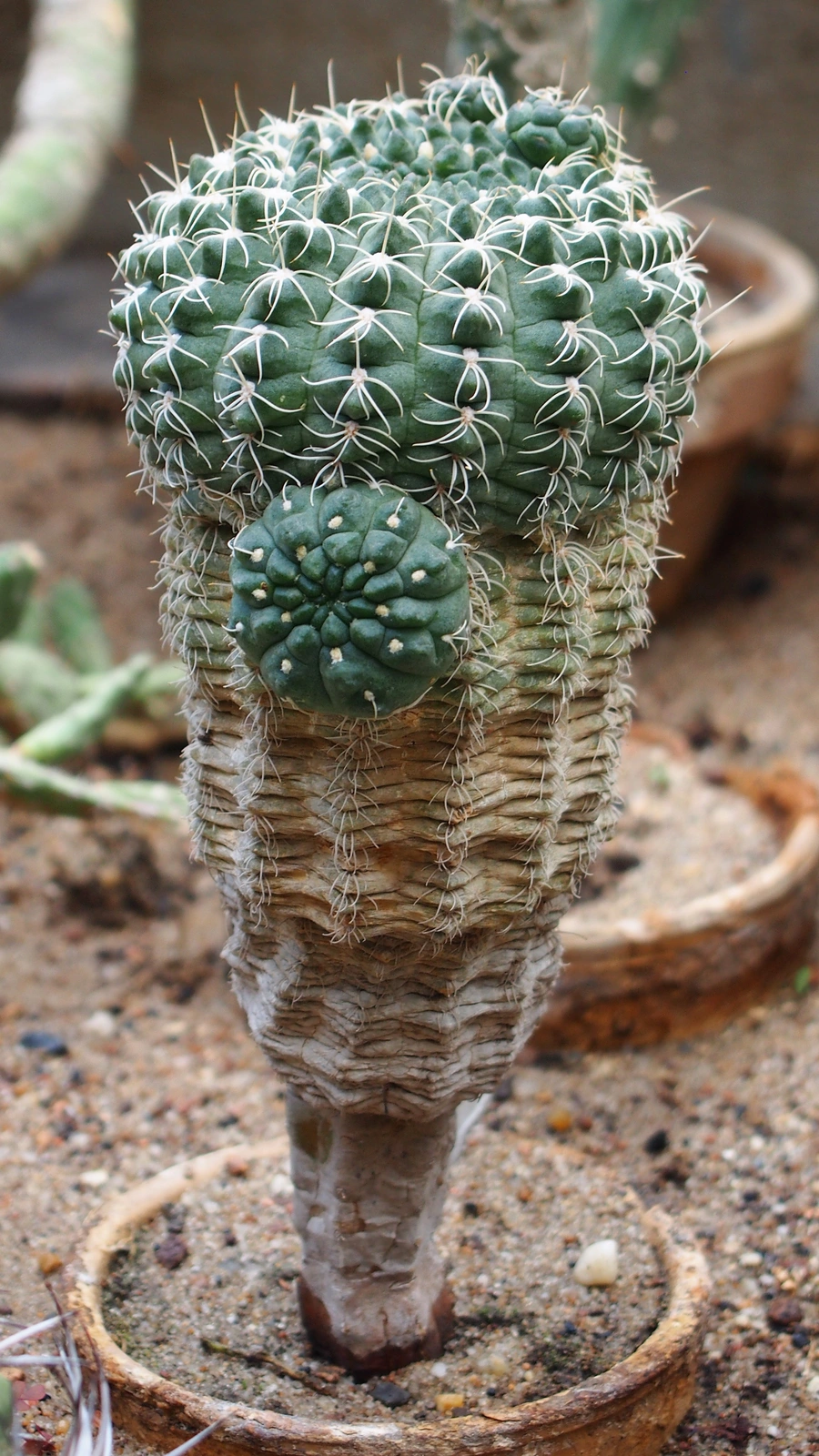Gymnocalycium uebelmannianum