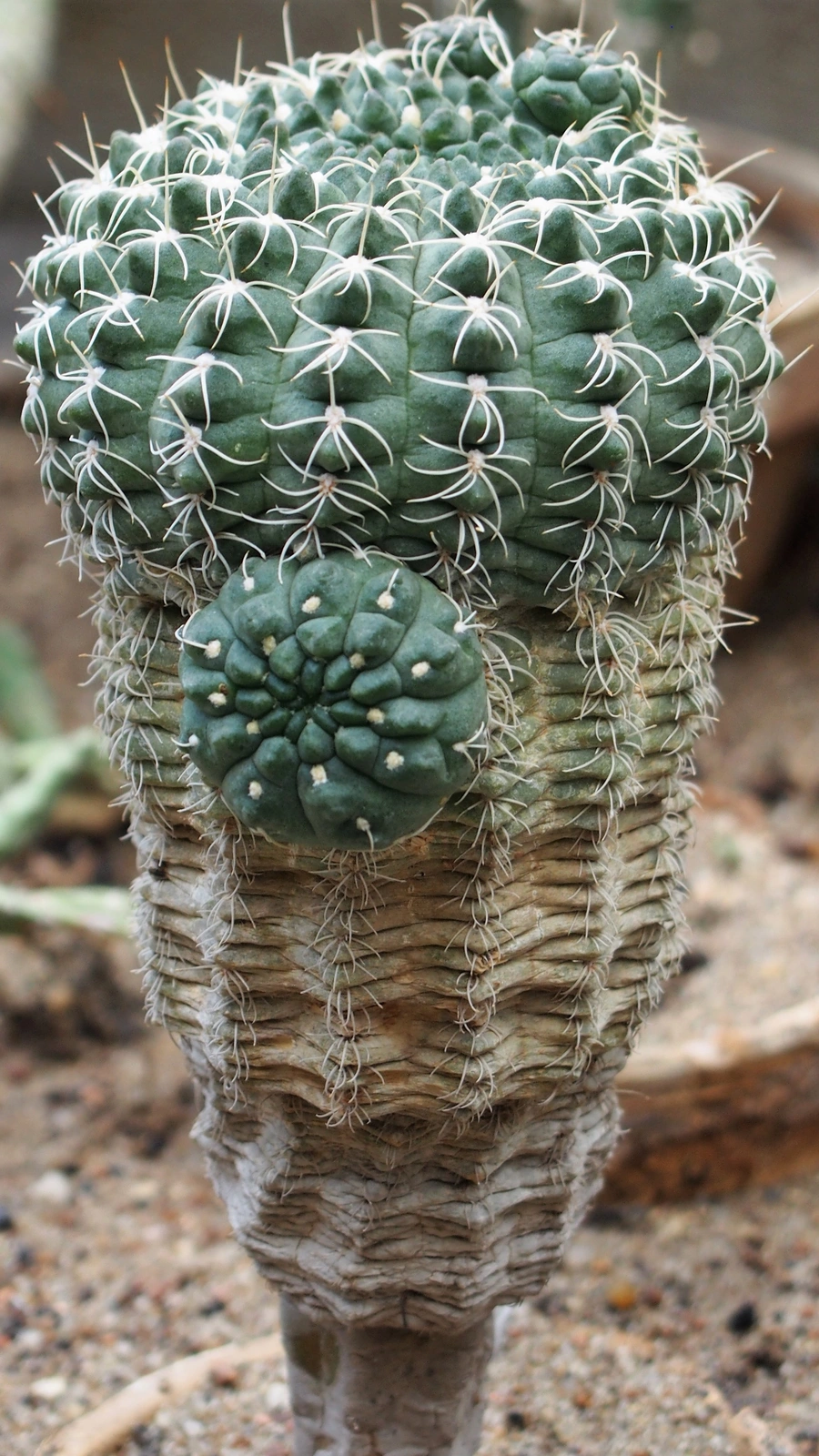 Gymnocalycium uebelmannianum